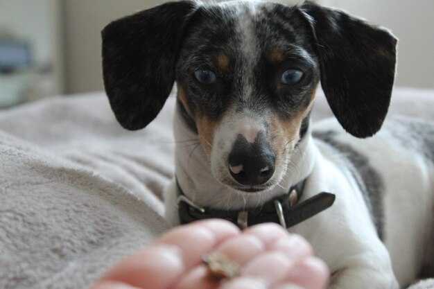 Причины и лечение ангины у собак