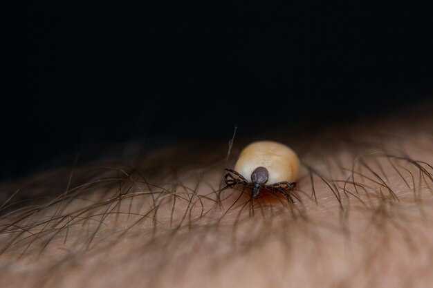 Способы защиты от заражения чесоточногo клеща