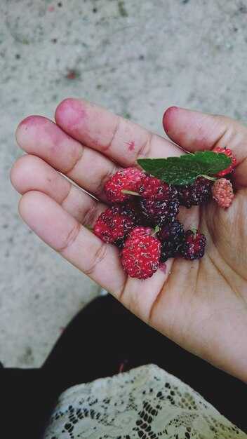 Настойка калины: приготовление и применение