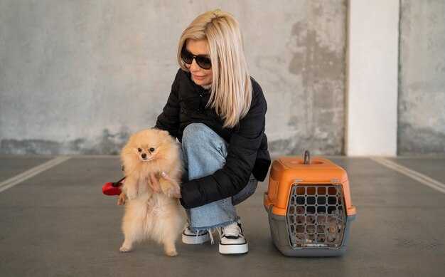 Основные требования к перевозке собак