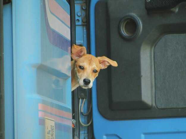 Ограничения по породам и особенностям поведения