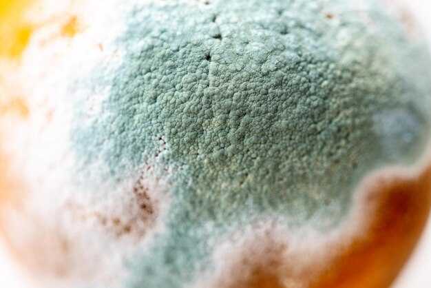 Температурные условия, губительные для плесени