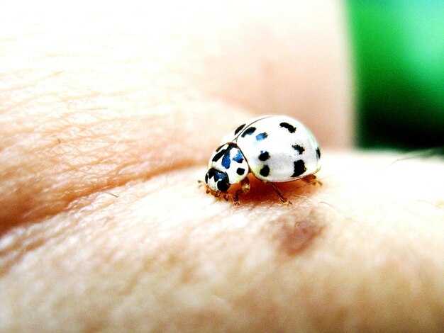 chesotochnij-klesh-otkuda-beretsya-i-kak-zashititsya-ot-zarazheniya-u-chelovek